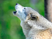 Wolf Sounds